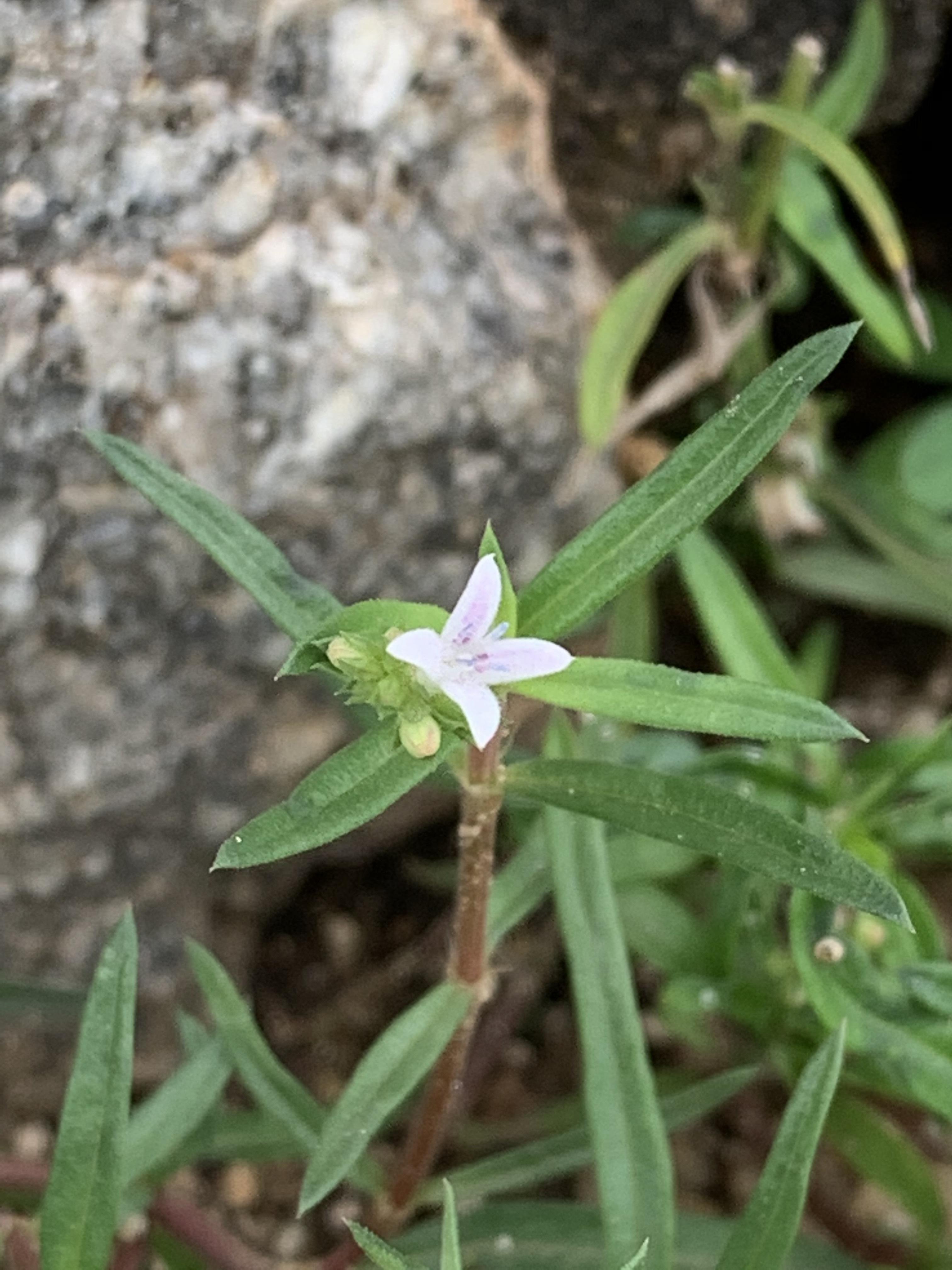 Oldenlandia Umbellata Eflora Of India